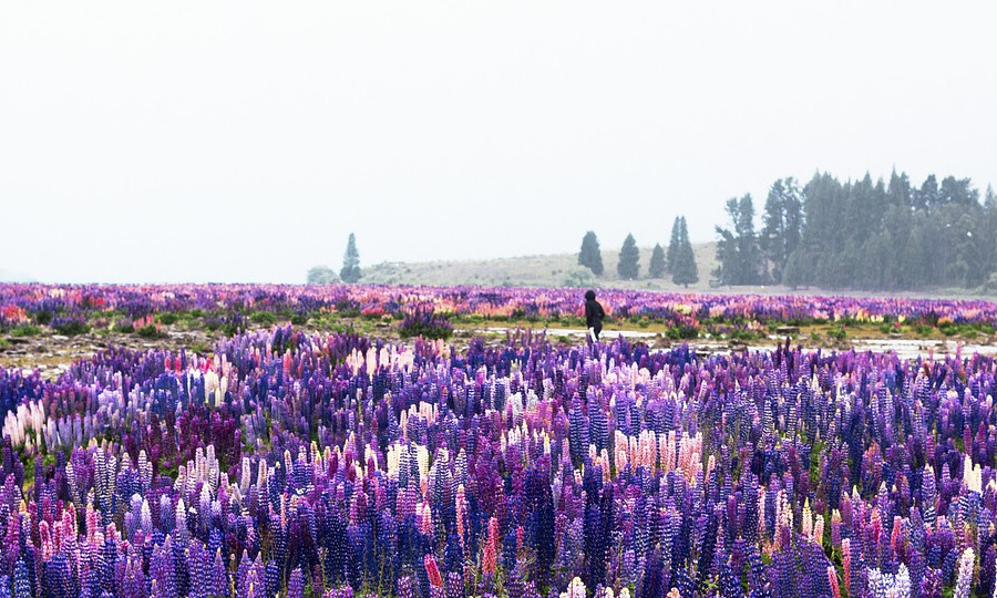 Schoene Landschaft mit Blumen im Vordergrund und Baumen im Hintergrund